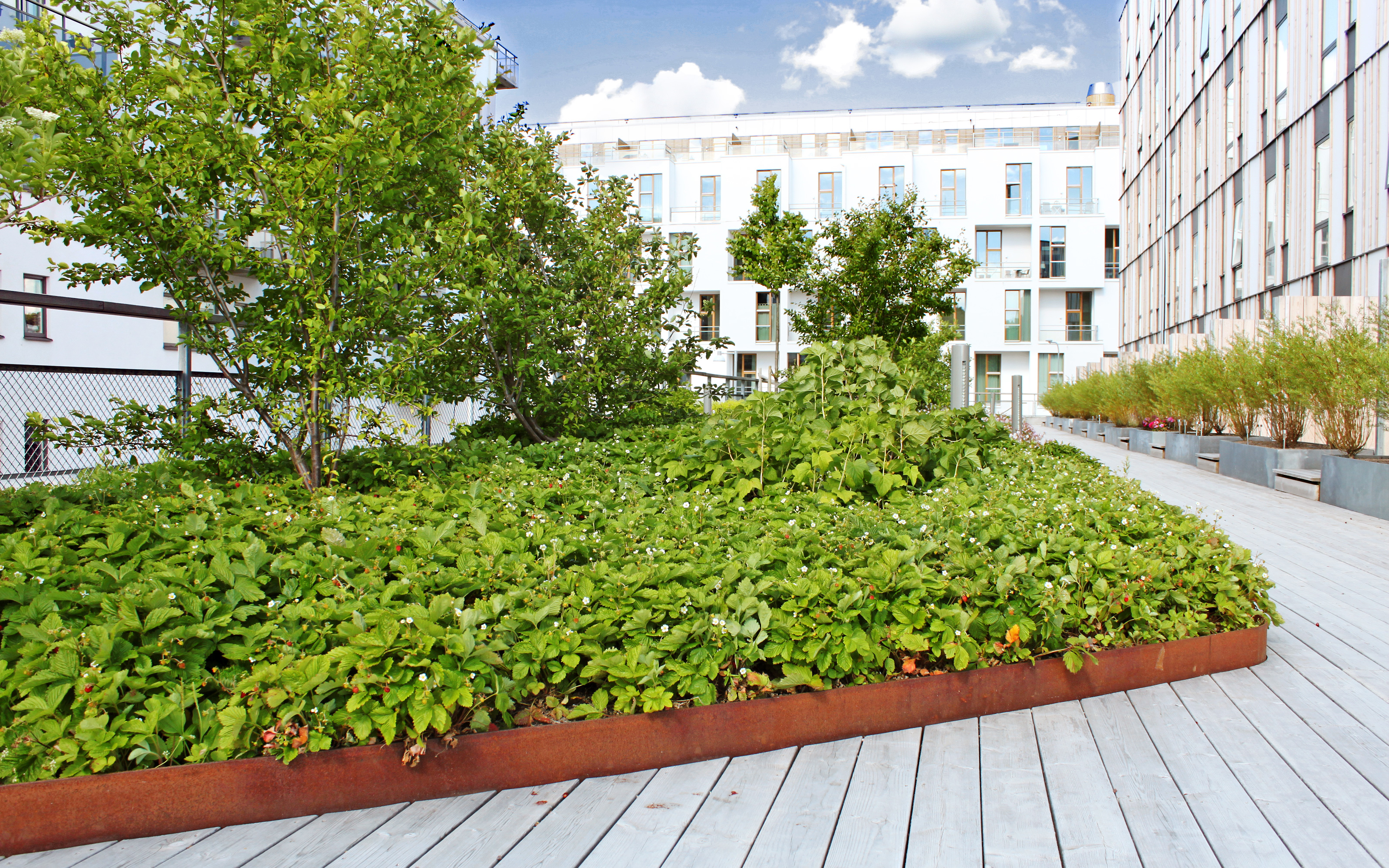 The public areas are planted with various sorts of crop plants like fruit trees and berry bushes. Roof garden with strawberries growing in plantinge beds and wooden decking.